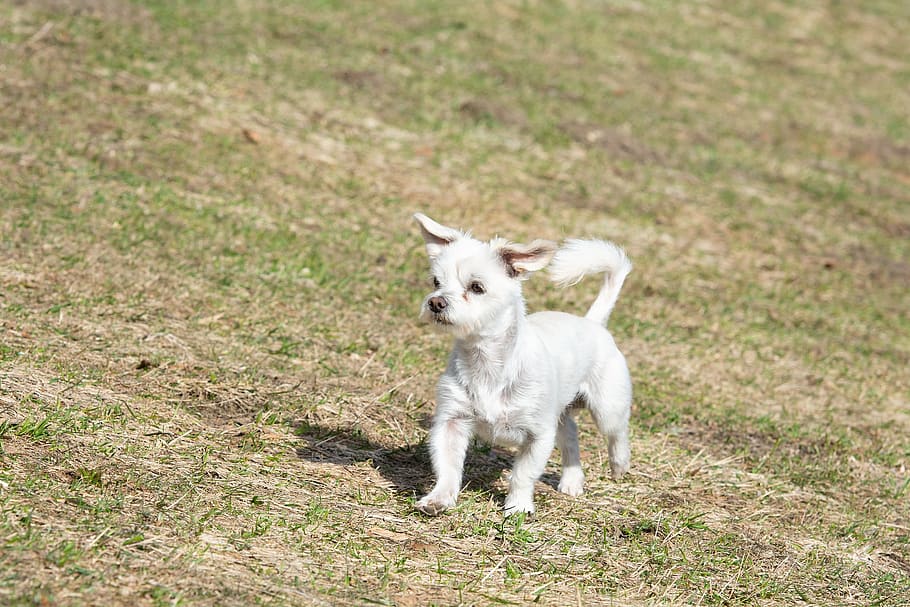dog, white, meadow, out, nature, in motion, run, small, small dog