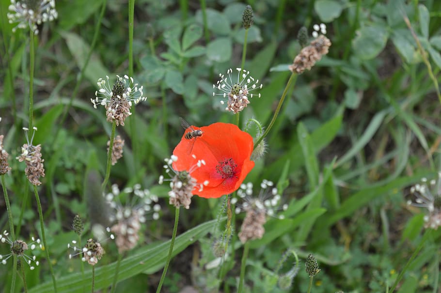 flower, nature, red, park, garden, landscape, spring, mountain HD wallpaper