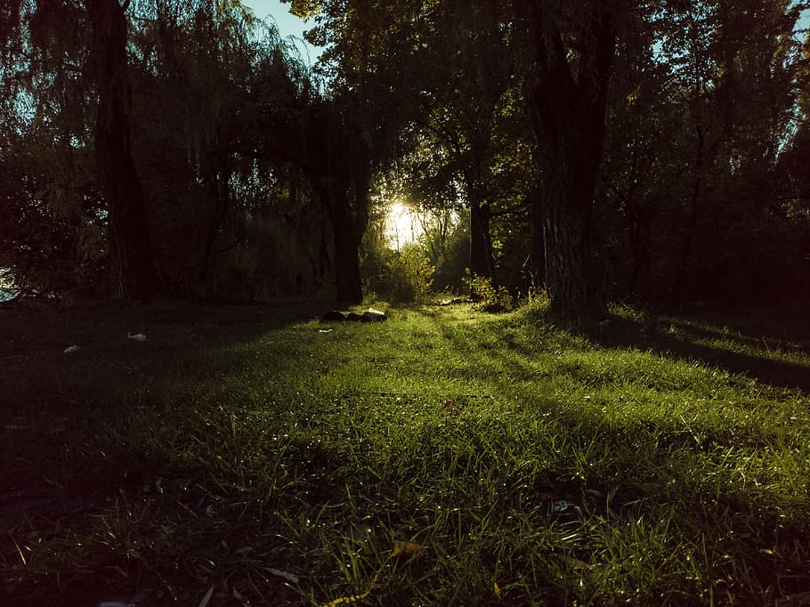 plant, tree, growth, land, grass, tranquility, nature, forest HD wallpaper