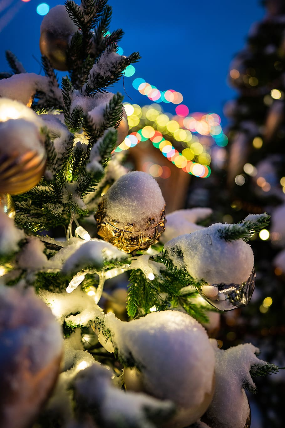 snow covered pine tree, plant, close-up, no people, selective focus HD wallpaper