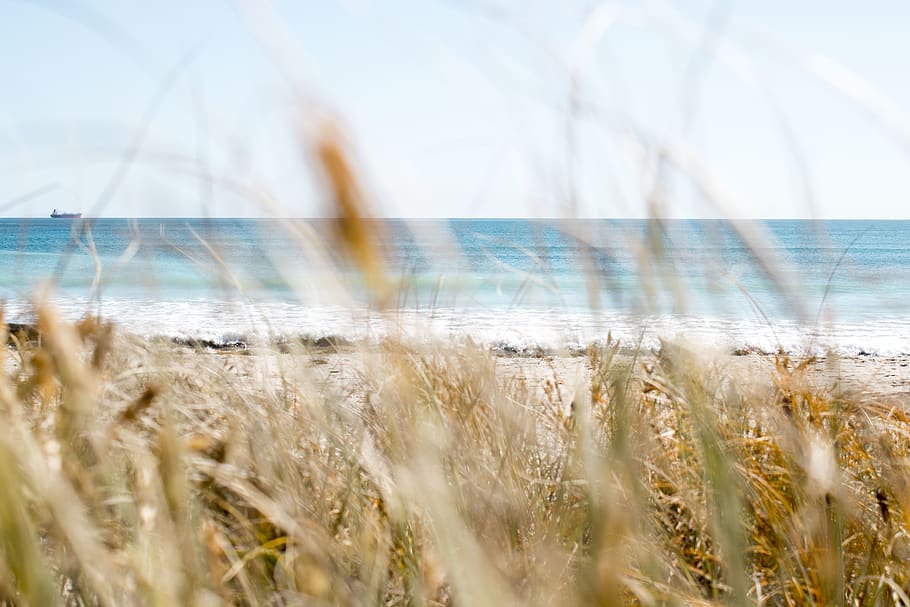 brown grass on seashore, nature, beauty in nature, selective focus HD wallpaper