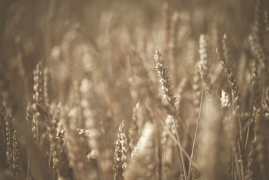 brown wheat field, plant, agriculture, growth, cereal plant, crop HD wallpaper