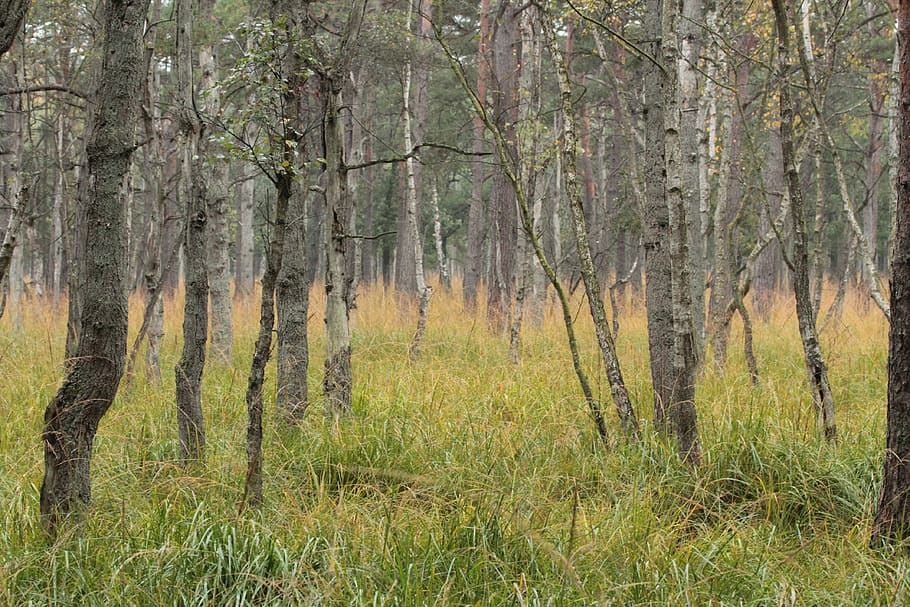 forest, trees, birch, nature, landscape, autumn, wood, grass HD wallpaper
