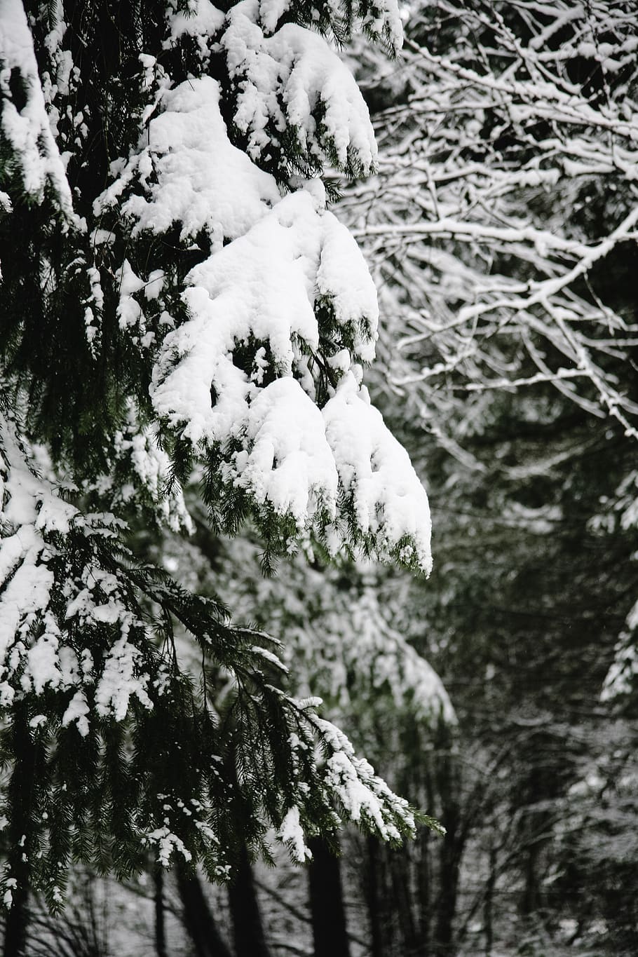 snow covered trees, nature, outdoors, plant, ice, abies, fir HD wallpaper