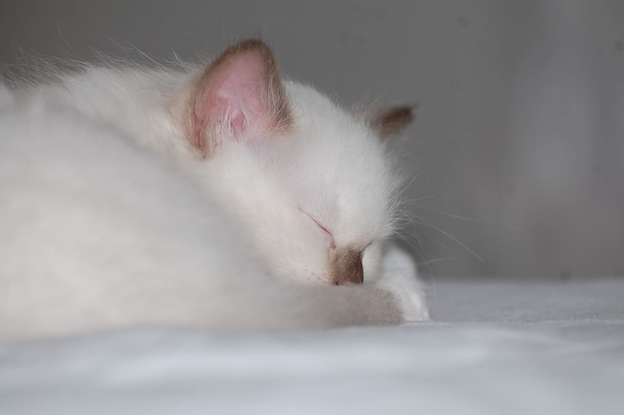 cat, kitten, sleep, soft, white, domestic cat, mammal, animal themes HD wallpaper