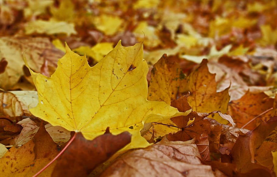 fall foliage, maple leaf, autumn, leaves, fall color, colorful HD wallpaper