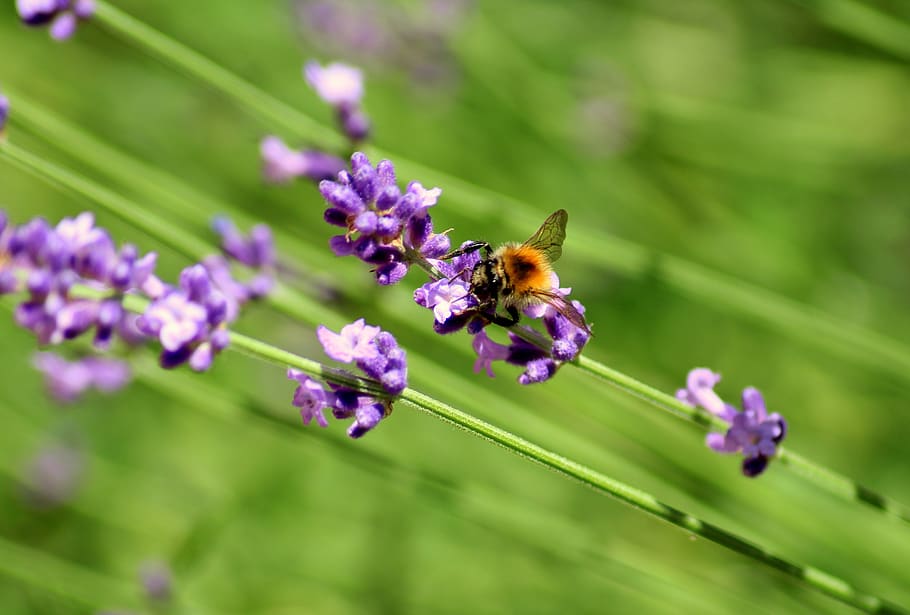 lavender, insect, bee, summer, violet, nature, flowering plant HD wallpaper
