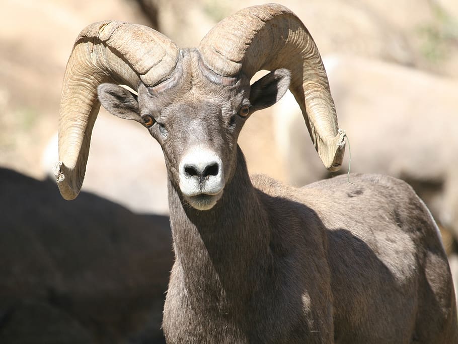 bighorn, sheep, ram, male, portrait, close up, wildlife, nature, HD wallpaper