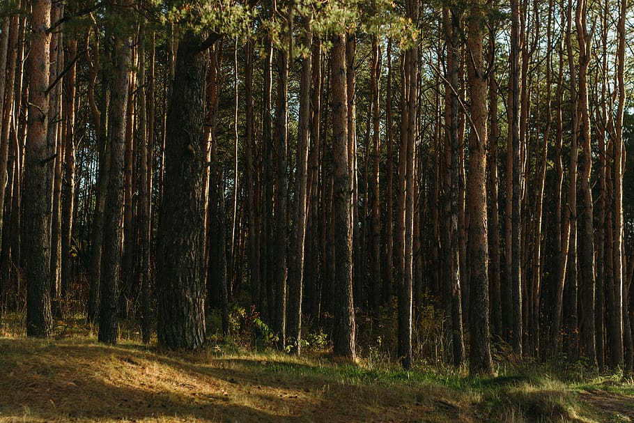 green trees during daytime, plant, redwood, nature, forest, field HD wallpaper