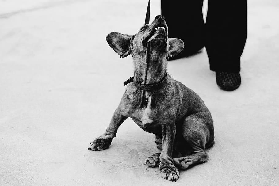 china, anqing, one animal, mammal, dog, domestic animals, pets HD wallpaper