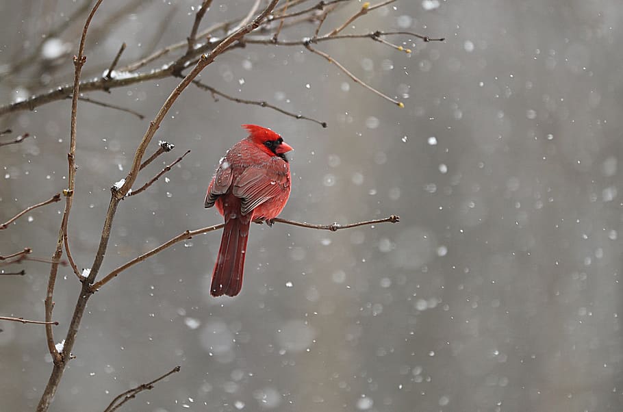 red cardinal on tree branch, animal, bird, outdoors, birds, nature HD wallpaper