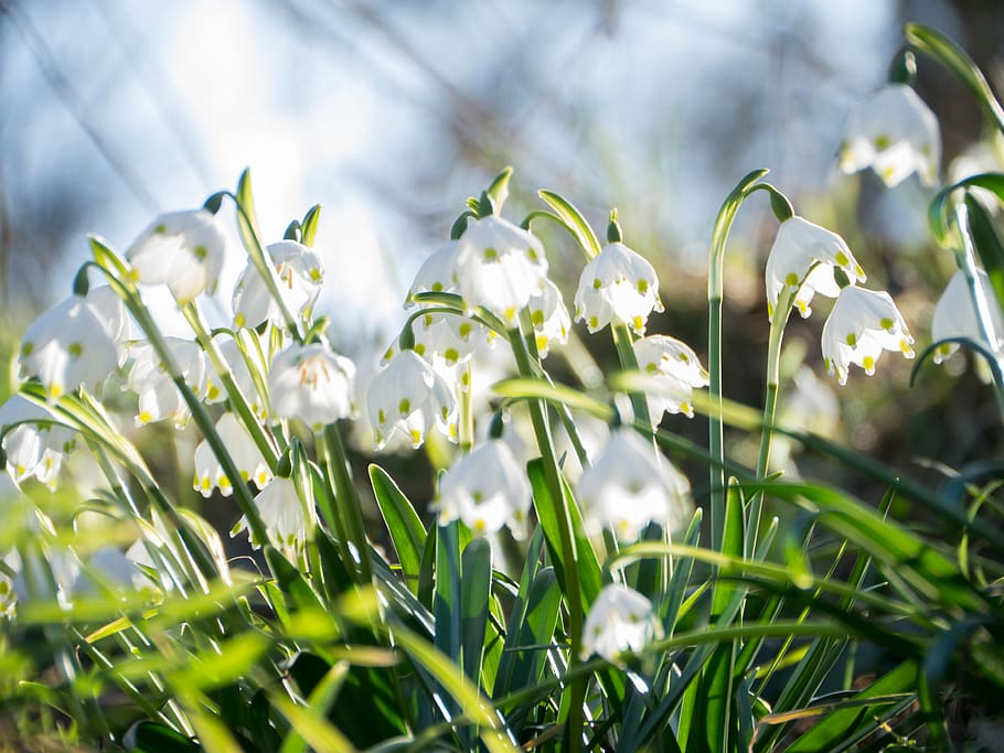 flowers, snowflake, spring flower, idyllic, white, plant, nature HD wallpaper