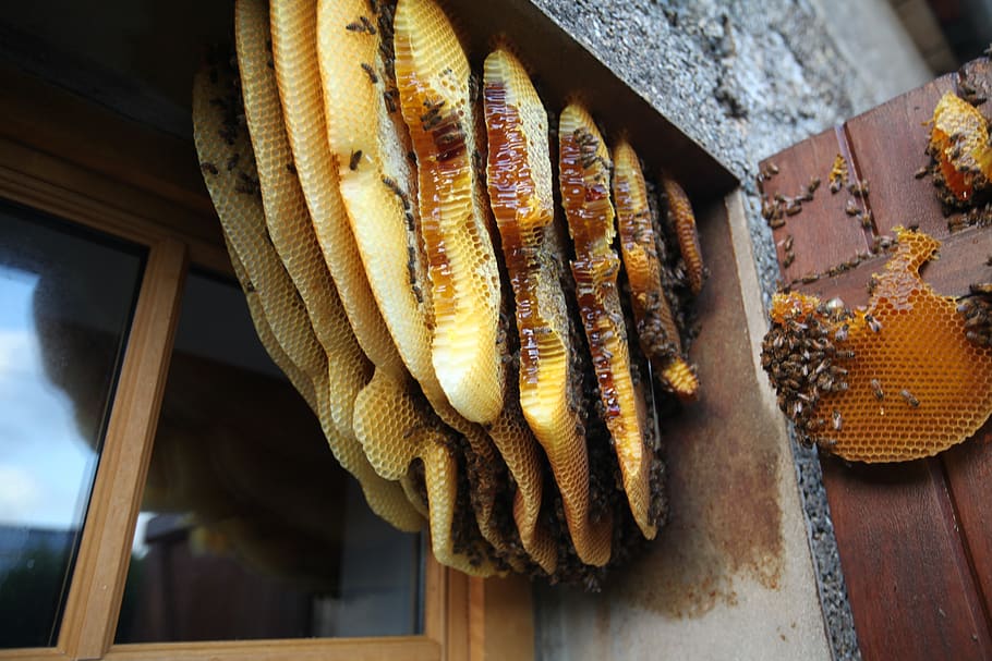 hive, behind the shutters, food, food and drink, freshness HD wallpaper