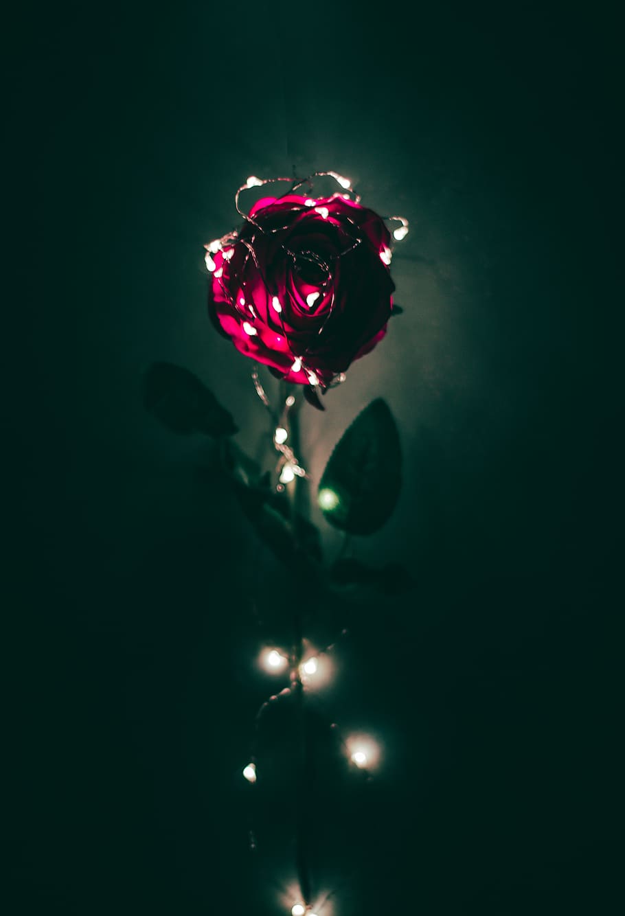 HD wallpaper: rose, roses, lights, lighting, hover, flower, flowers, fairy  | Wallpaper Flare