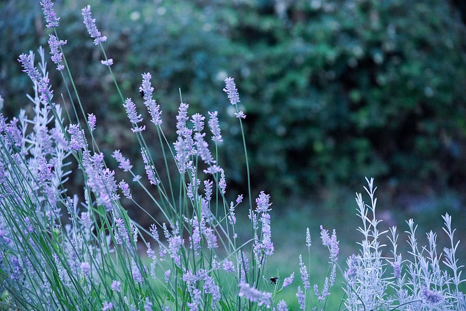 lavender, bee, plant, outside, outdoors, pollination, bloom HD wallpaper