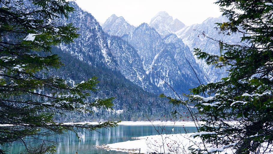 tree, plant, mountain, nature, outdoors, abies, fir, conifer HD wallpaper