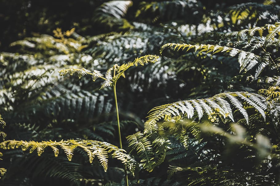trees, green, plants, leaves, forest, overgrown, sunshine, woods HD wallpaper