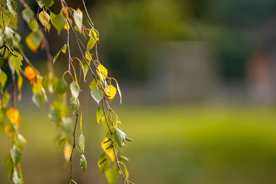 leaf, nature, tree, outdoors, bright, garden, season, wood HD wallpaper