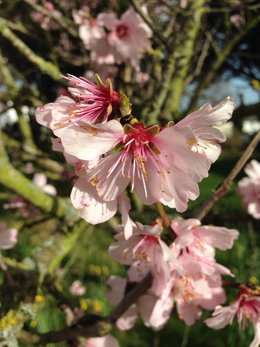 cherry blossom, flower, pink, spring, branch, tree, flowering plant HD wallpaper
