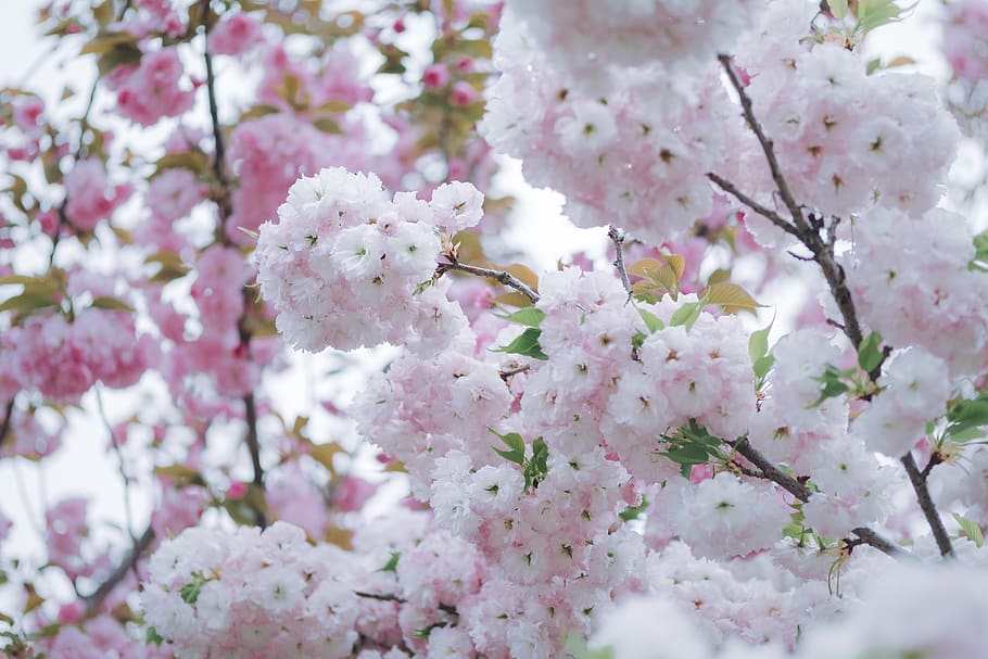 pink and white cherry blossoms, flowering plant, beauty in nature HD wallpaper