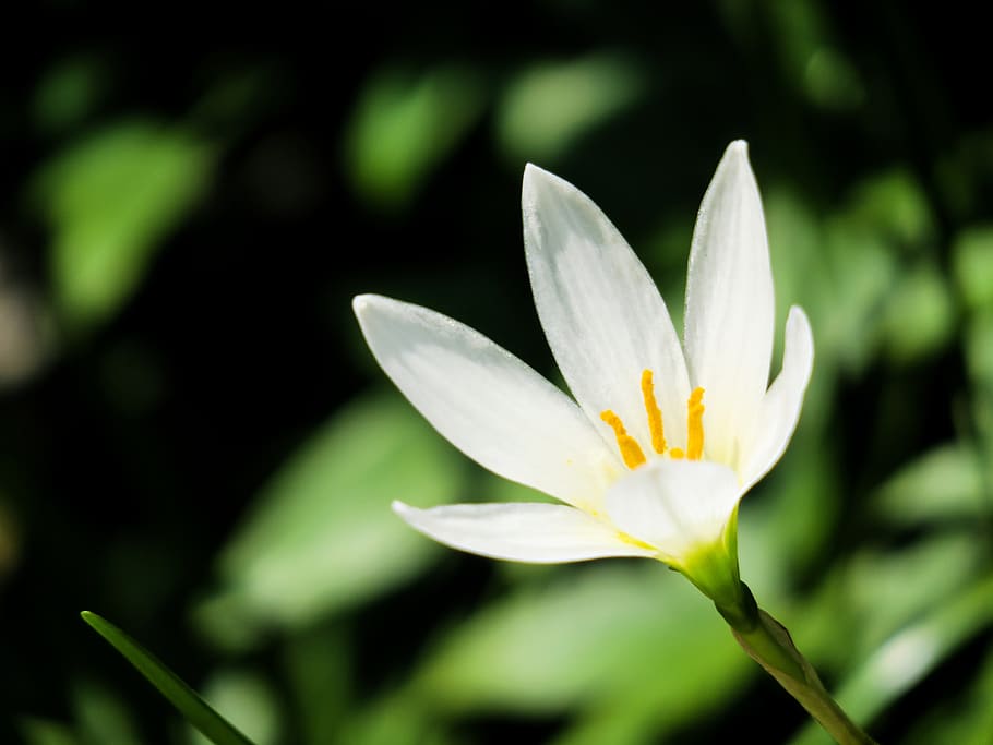 stormy blue, flower, natural, white, yellow, green, herbaceous, HD wallpaper