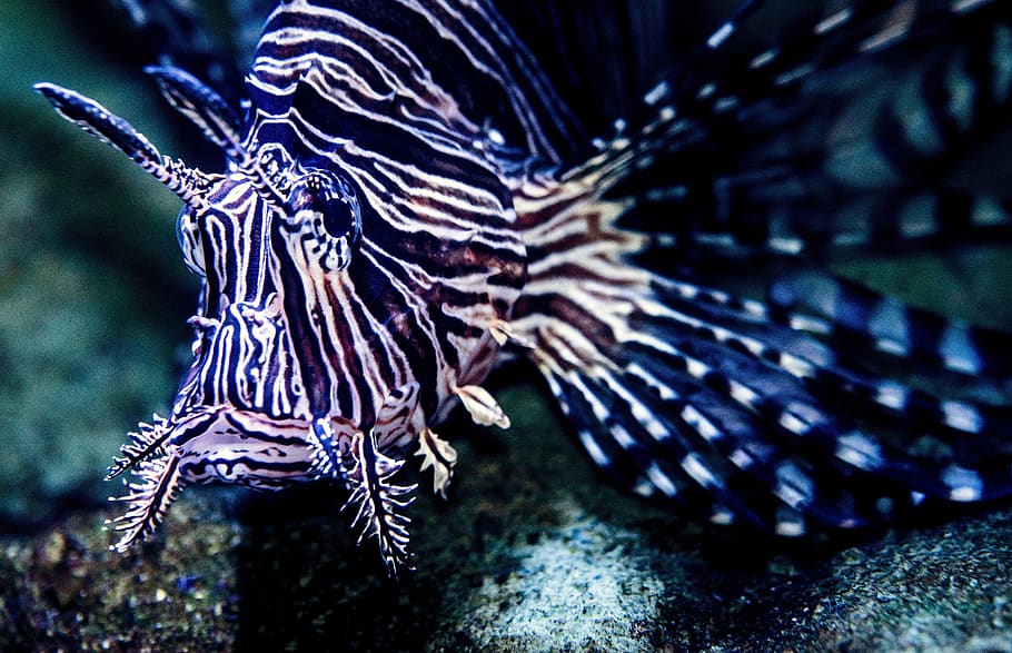 lionfish, lion fish, butterfly cod, scorpion fish, aquarium HD wallpaper