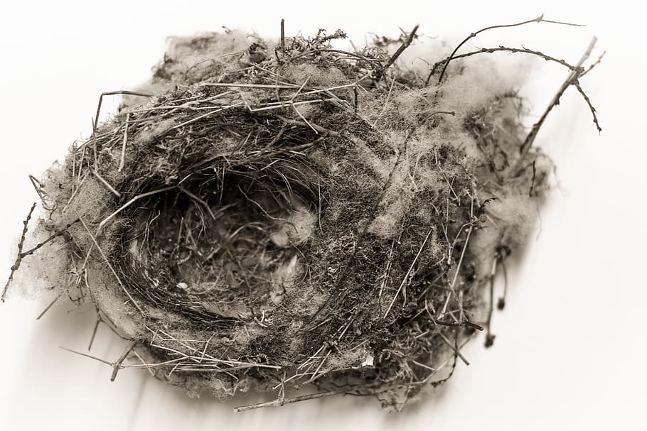 close-up, white background, no people, animal nest, indoors HD wallpaper