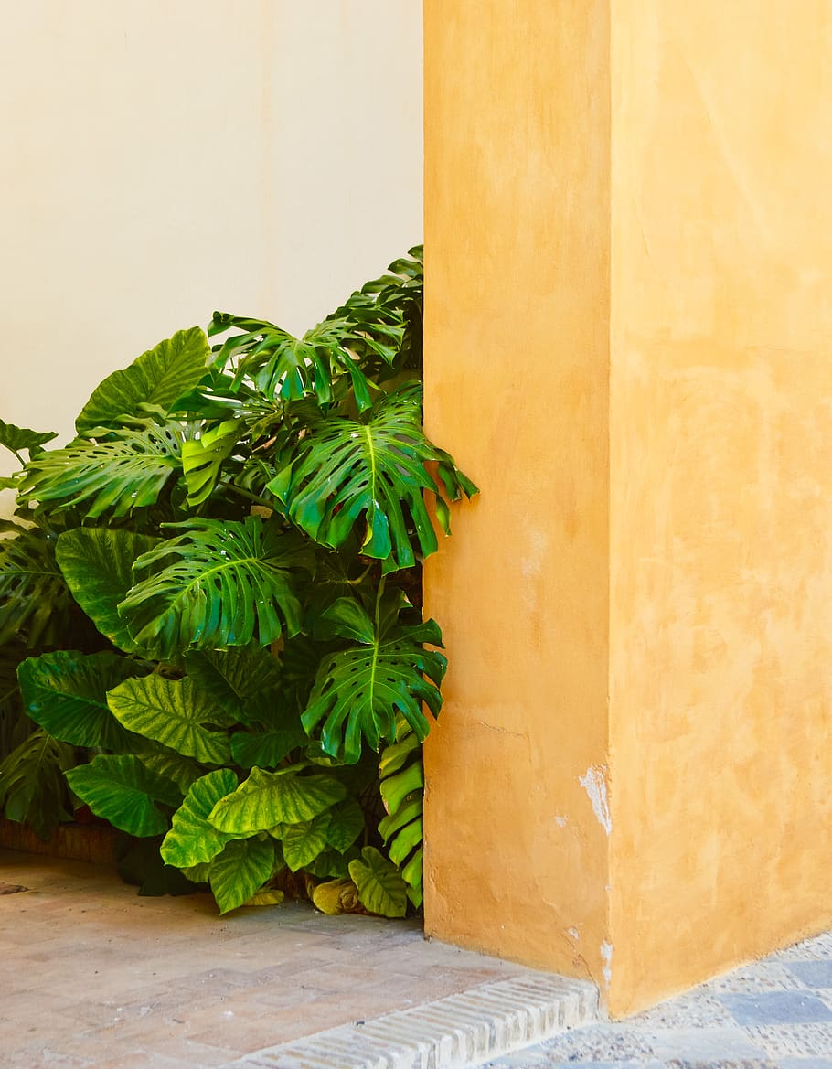 green leafed plant, green color, wall - building feature, growth HD wallpaper