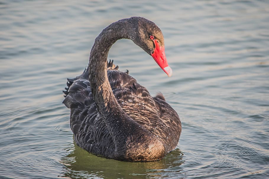 black swan on water, animal themes, animals in the wild, animal wildlife HD wallpaper