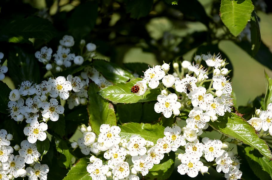 maikäfer, beetle, insect, spring, may, apple blossom, flowering plant HD wallpaper