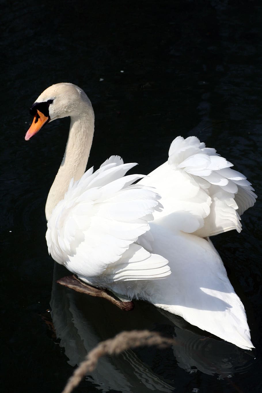 swan, river, landscape, pen, birds, white, nature, animals in the wild HD wallpaper
