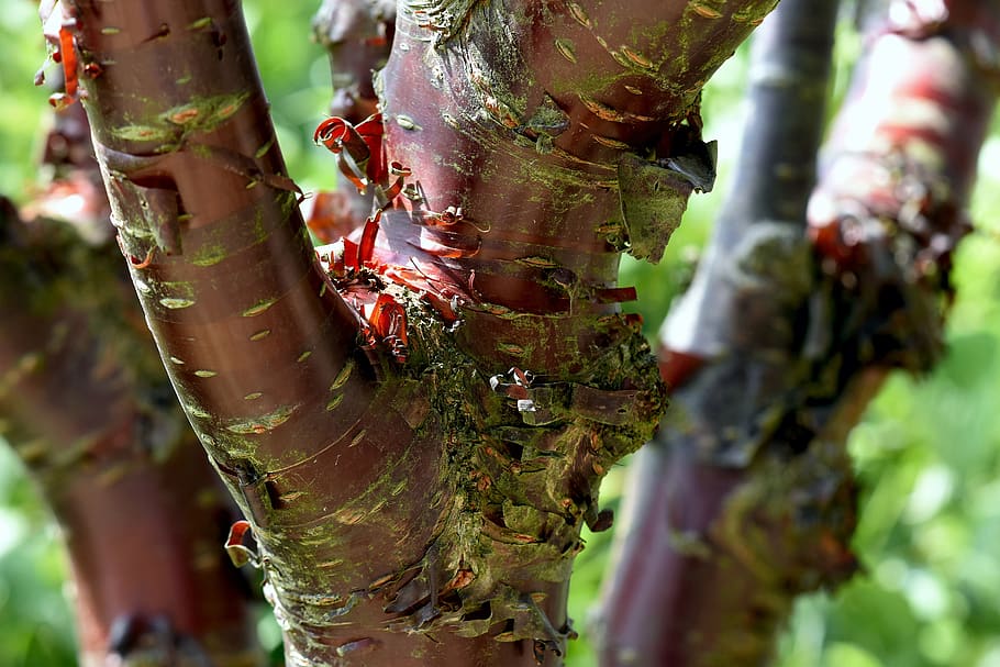 tree, bark, tropical, variegated, texture, plant, close-up HD wallpaper