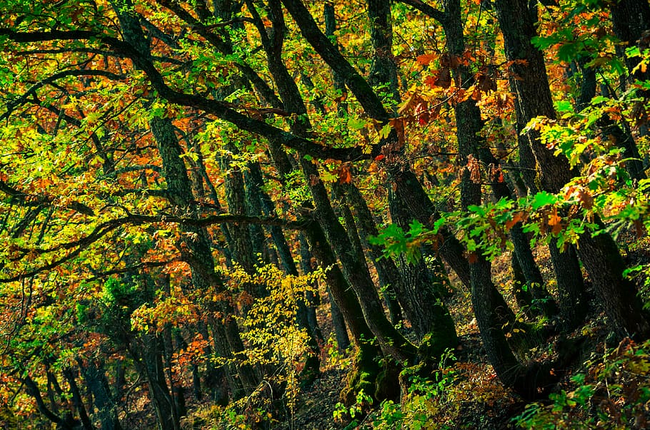 forest, autumn, trees, nature, plant, growth, beauty in nature HD wallpaper