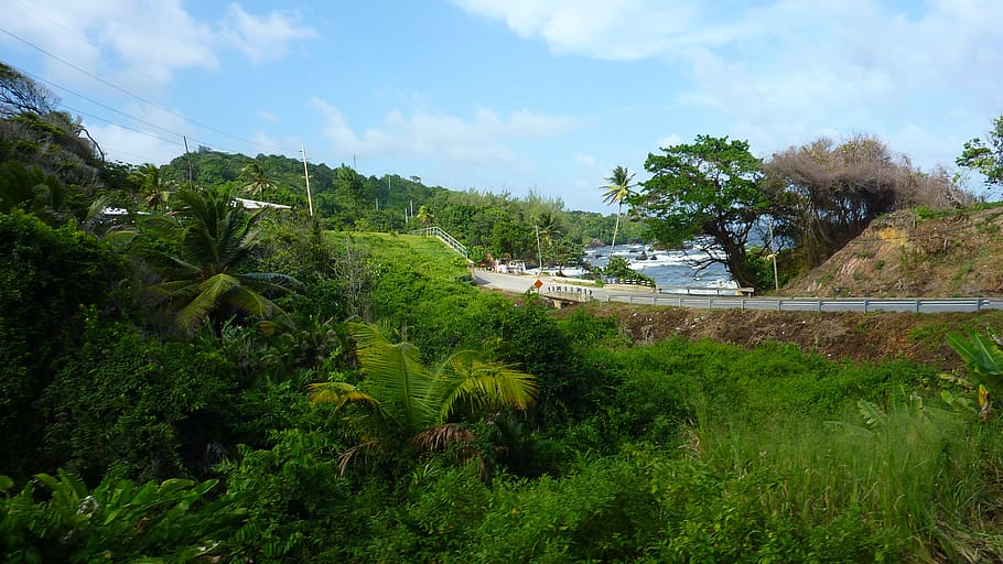 trinidad and tobago, nature, trees, beach, caribbean, water, HD wallpaper