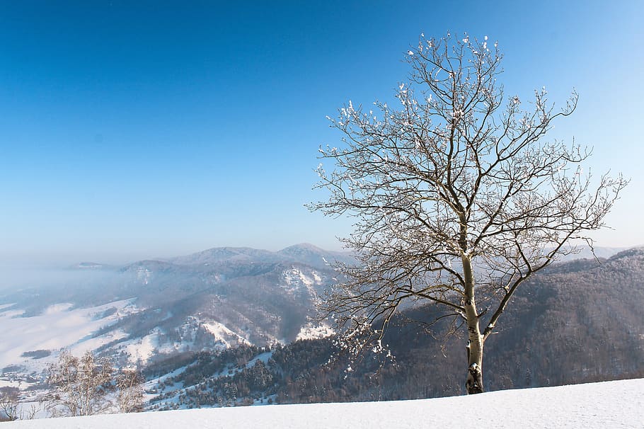 winter, snow, sky, clouds, tree, birch, mountains, landscape HD wallpaper