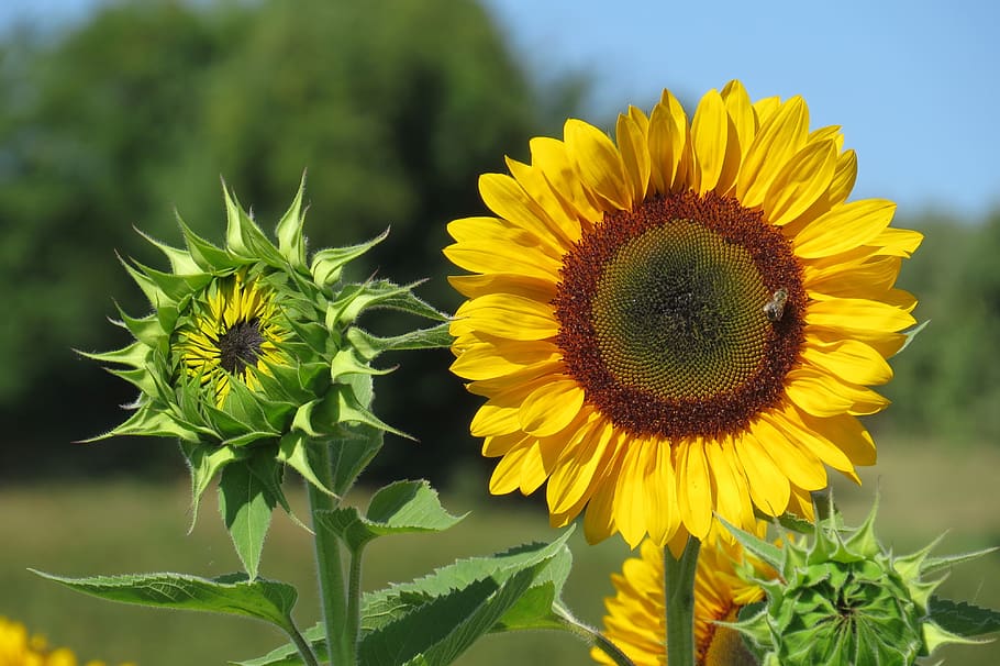 sunflower, bud, bright, sunny, summer, blossom, bloom, yellow HD wallpaper