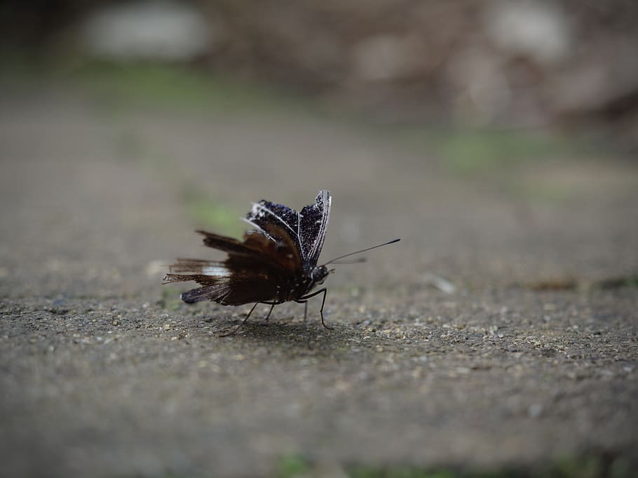 garden, aging, old, butterfly, moth, invertebrate, selective focus HD wallpaper