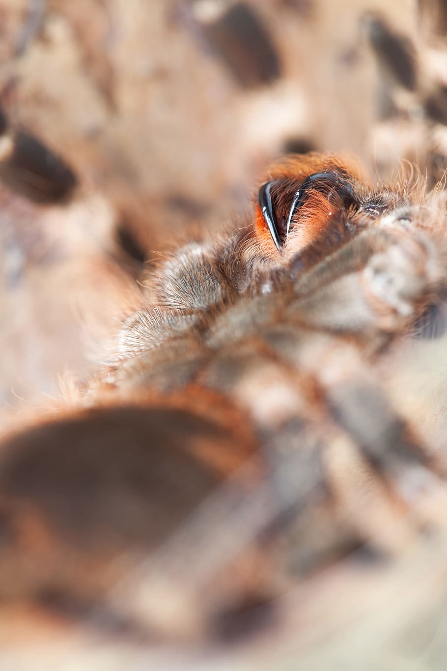spider, macro, insect, selective focus, animals in the wild HD wallpaper