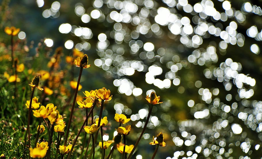 flower, plant, flowering plant, freshness, growth, beauty in nature HD wallpaper
