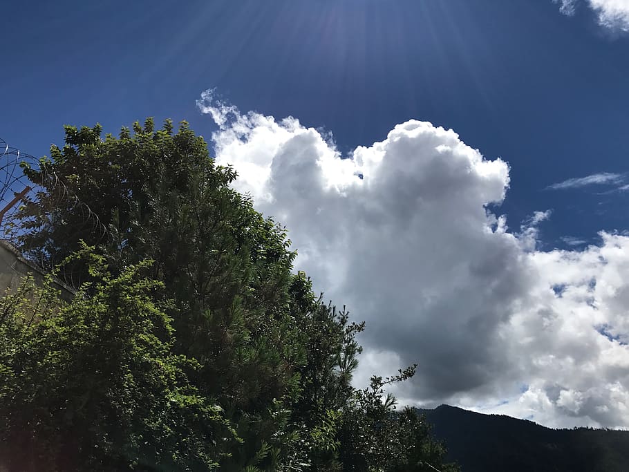 bhutan, pinetree, green, cloud, sky, plant, beauty in nature