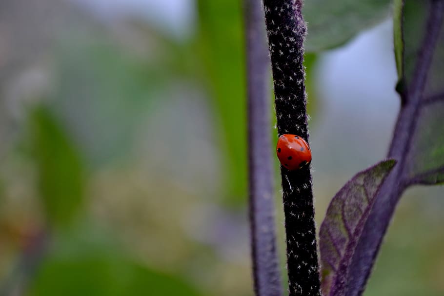 ladybug, red, green, insects, points, animals, spring, small HD wallpaper