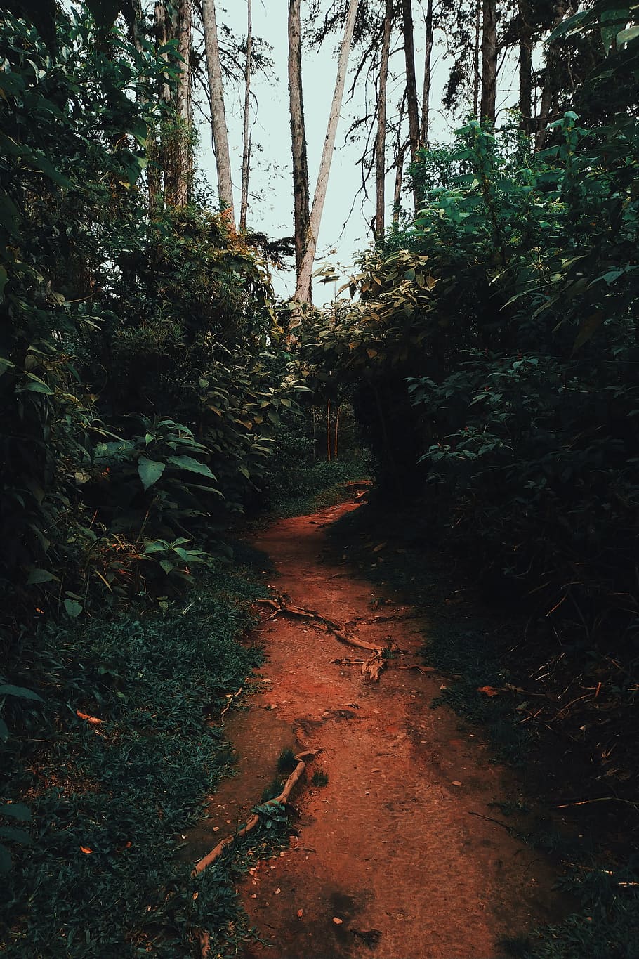 Narrow Pathway, dawn, daylight, environment, foot path, forest HD wallpaper