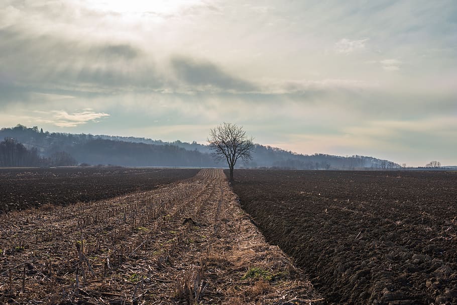 field, brown, gold, soil, tree, nature, sky, clouds, trees HD wallpaper