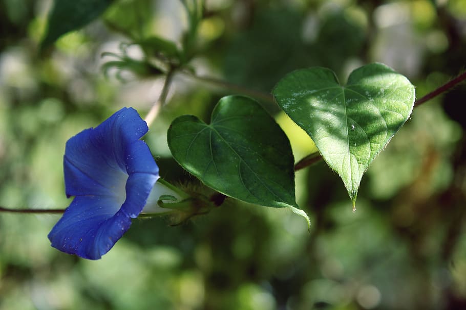 shadow, blue, blossom, bloom, flower, light, bokeh, vine, leaf HD wallpaper