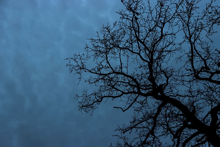 tree, silhouette, sky, cloud, bare tree, plant, low angle view HD wallpaper