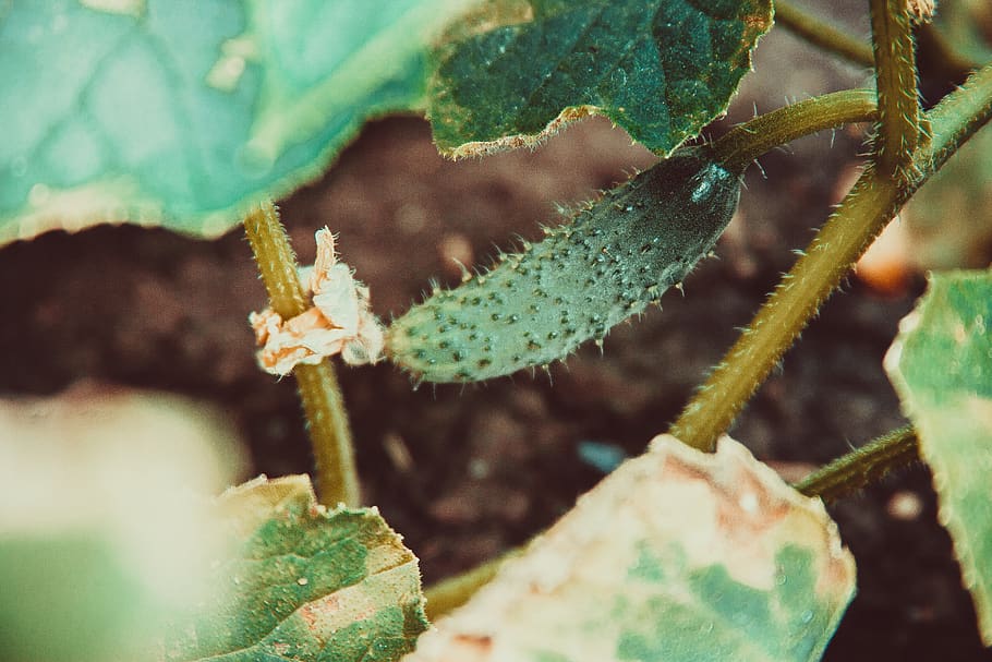 plant, leaf, cactus, flower, blossom, pollen, food, produce HD wallpaper