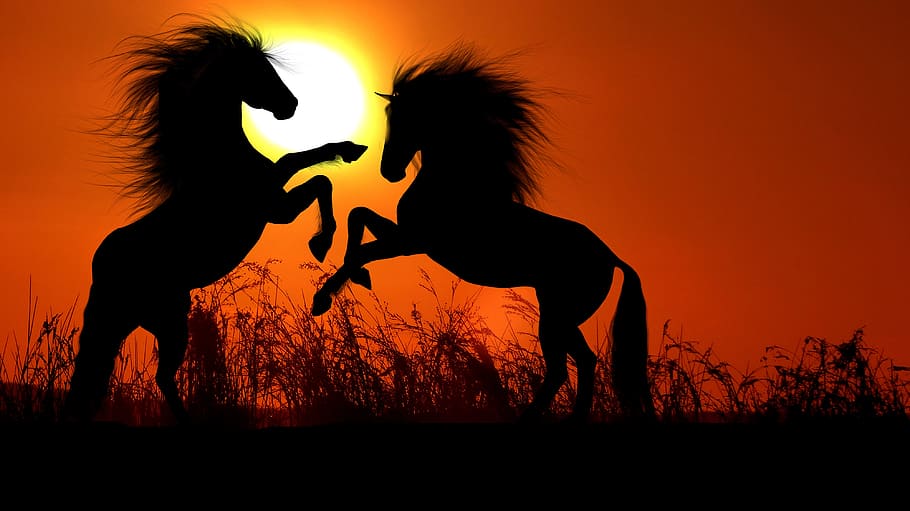 Sunset Horse Silhouette 4k, HD Animals, 4k Wallpapers, Images, Backgrounds,  Photos and Pictures