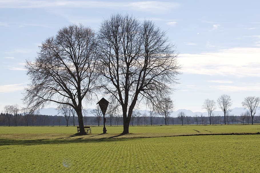 cross, wayside, tree, green, fresh, nature, bare tree, plant HD wallpaper