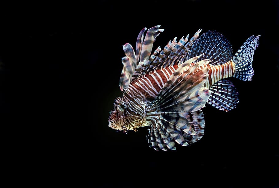 brown and white striped fish, animal wildlife, animal themes HD wallpaper