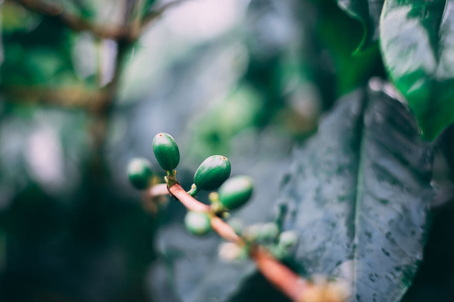 green leaf budded during daytime, plant part, green color, growth HD wallpaper